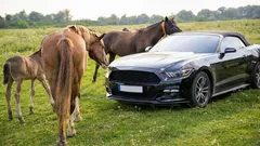 Interessant feit over waarom het motorvermogen wordt gemeten in paardenkracht