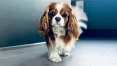 Zes luie hondenrassen voor wie van rust en stilte houdt