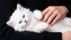 10 redenen waarom je een kat zou moeten nemen