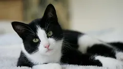 Vermiste kat duikt na vijf maanden weer op na mysterieuze tocht van 250 kilometer