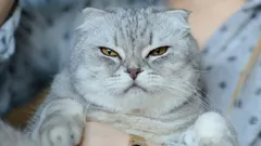 6 onverwachte dingen die je kat flink kunnen irriteren