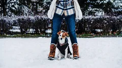 Wat is de optimale duur van een wandeling met een puppy?